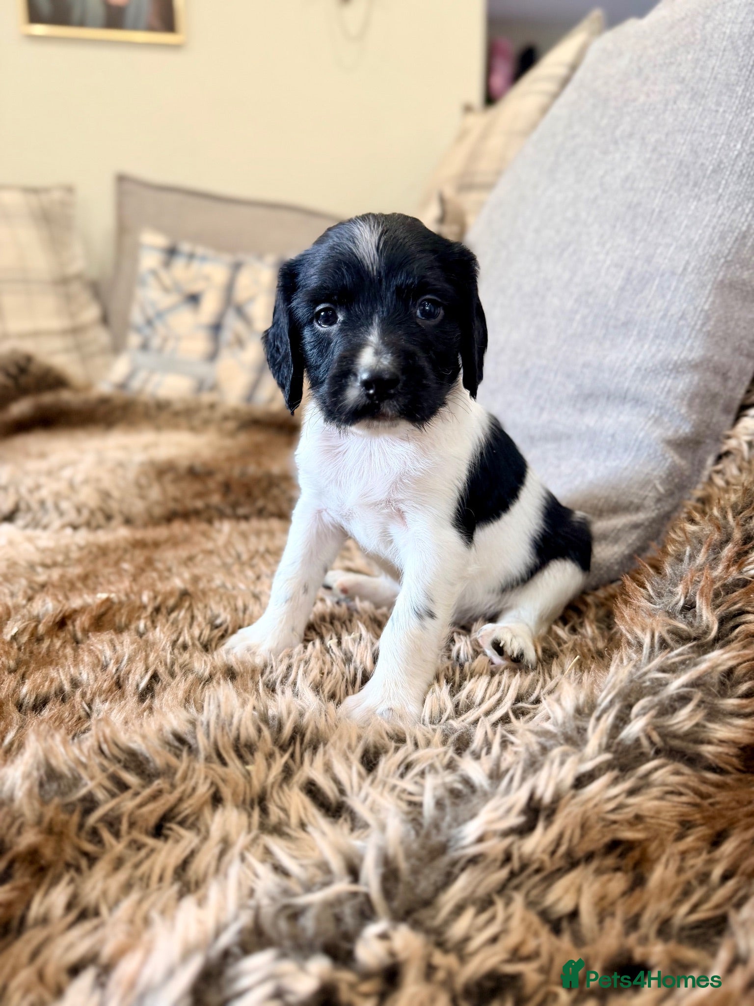 English Springer Spaniel dogs KC, Heath tested, Champion bred Springer Spaniels - Advert 2