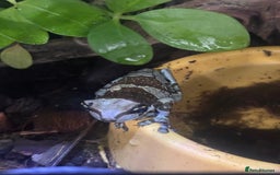 Frog reptiles for sale: 3 Milk Frogs &  **  Bio Set up  - Advert 2