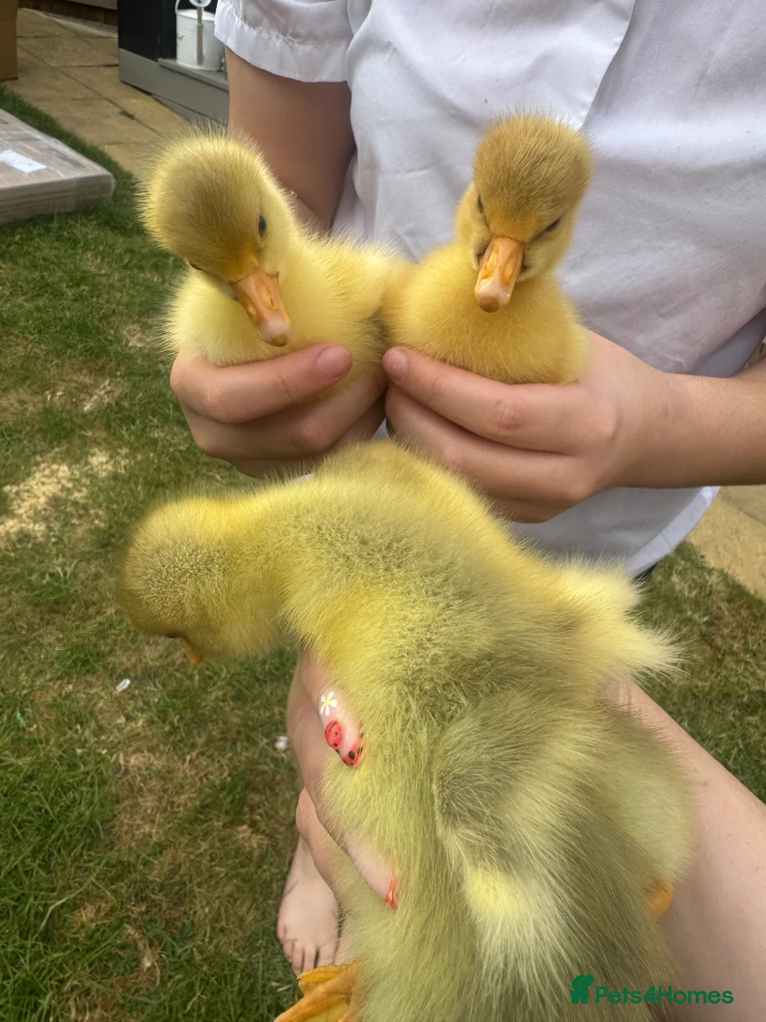 Geese poultry for sale: white sebastopol goslings in Biggleswade - Advert 2