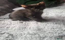 Mixed Breed cats for sale: Torie Moggie  - Image 5