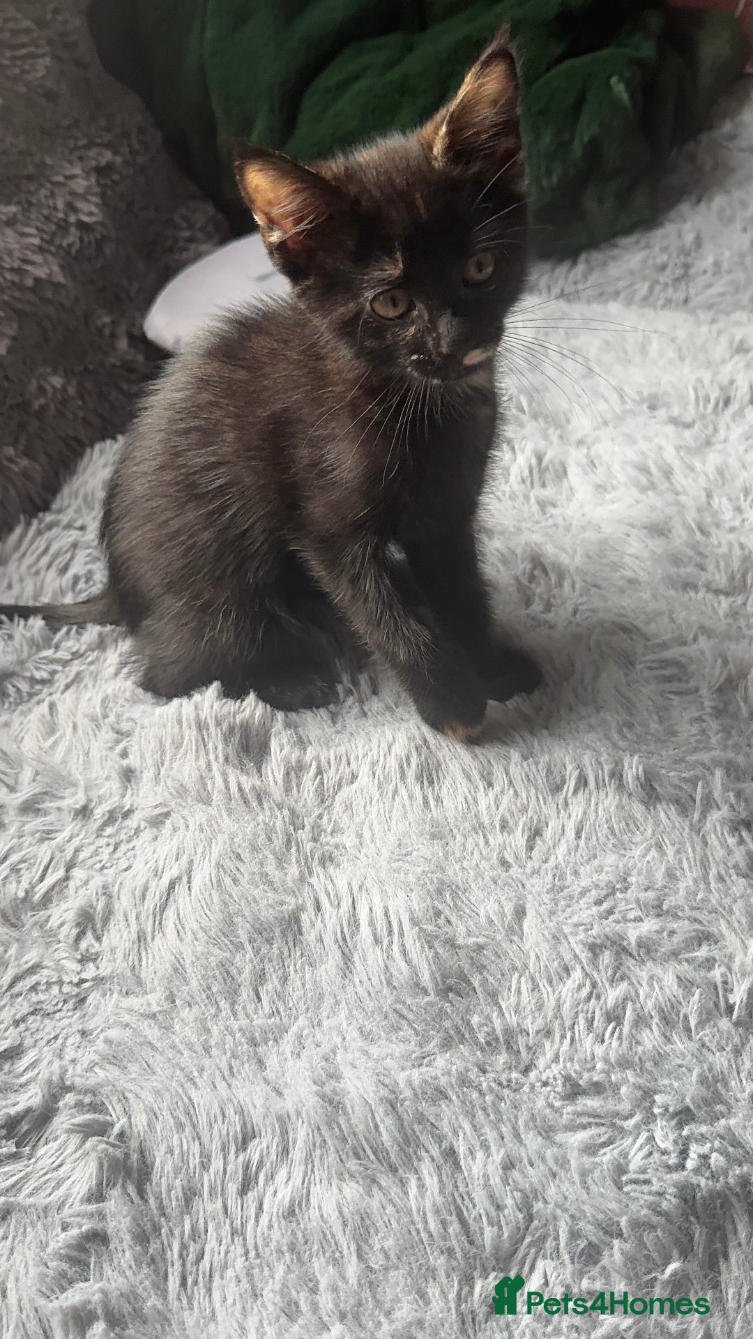 Mixed Breed cats for sale: Torie Moggie  - Image 5