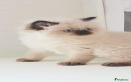 Ragdoll cats for sale: INDOOR FULL PEDIGREE RAGDOLL KITTENS - Image 6