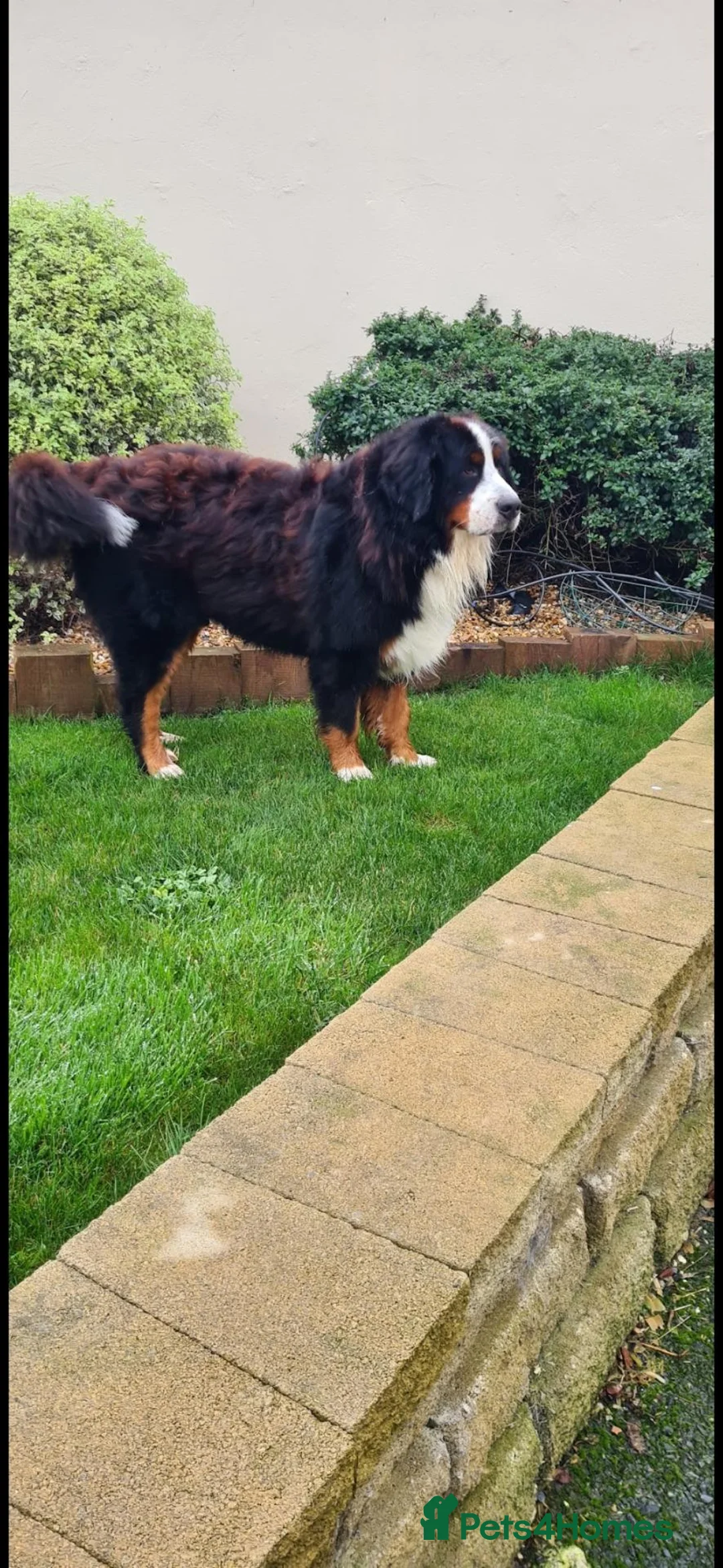 Bernese Mountain Dog dogs for sale: Kc reg bernese mountain pup's  - Advert 8