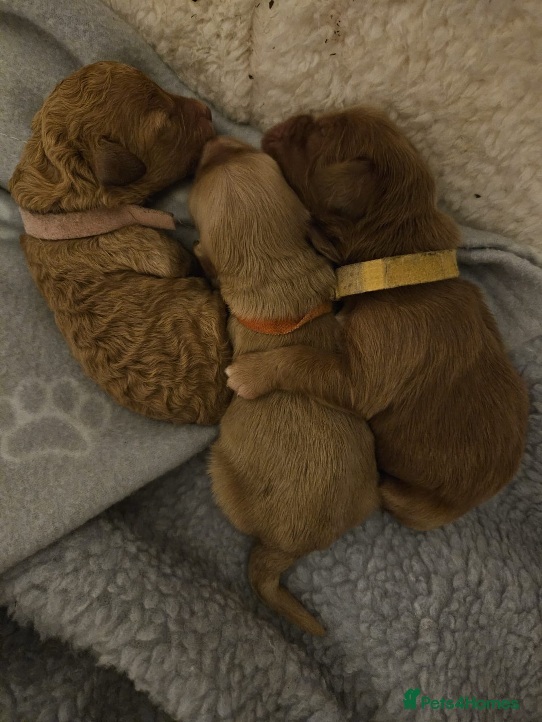 Cockapoo dogs for sale: Gorgeous cockapoo puppies, 2 boys and 2 girls - Advert 29