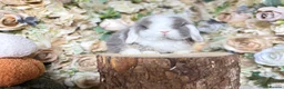 Mini Lop rabbits for sale: MINI LOPS | PEDIGREE  - Advert 2
