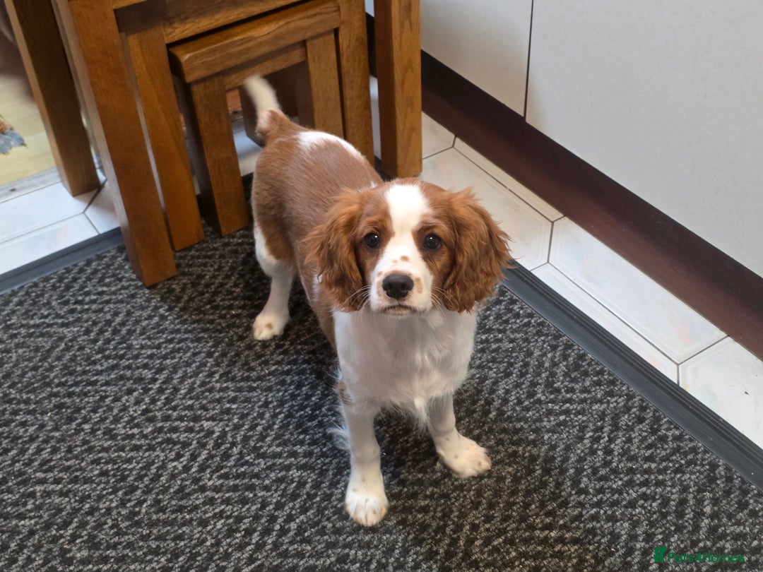 Cavalier King Charles Spaniel dogs for sale: KC Reg Cavalier King Charles pups Fully Vaccinated - Advert 6