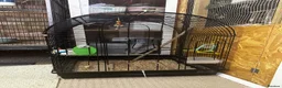 Budgerigars birds for sale: 5 beautiful baby budgies with a cage  - Advert 4
