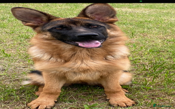 German Shepherd dogs for sale: Stunning 5 month Female - Image 3