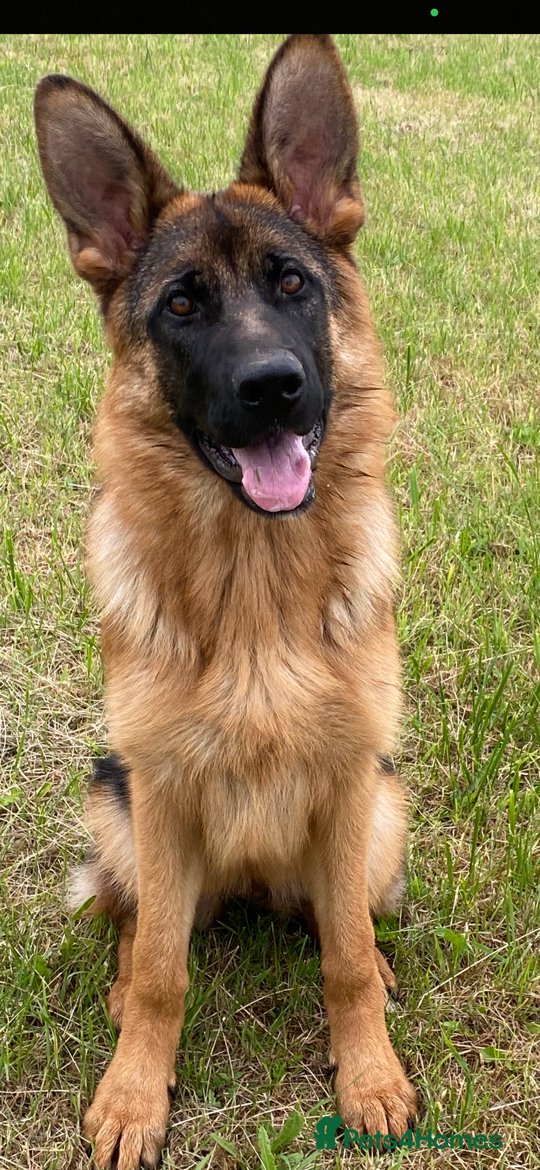 German Shepherd dogs for sale: Stunning 5 month Female - Image 3