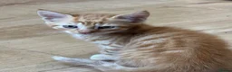 Domestic Shorthair cats for sale: cute Kittens Looking for Their Forever Homes 🐾 - Advert 8