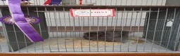 Chickens poultry for sale: Blue Bearded Large Fowl Silkie Hatching Eggs - Advert 11