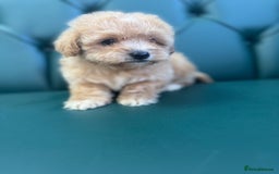Maltipoo dogs for sale: 5⭐️ Licensed breeder. Tiny maltipoo puppies - Image 1