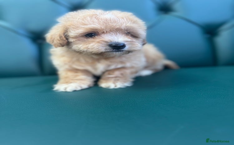 Maltipoo dogs - Advert 1
