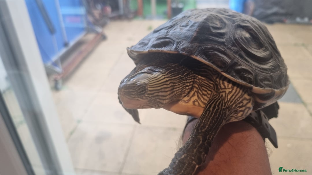 Terrapin reptiles for sale: 2 Terrapins Turtles 3 years adults - Image 10