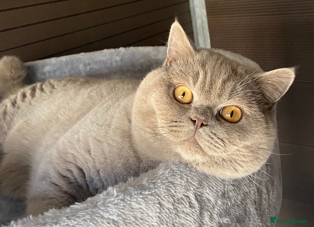 British Shorthair cats for sale:  Lilac British Shorthair Unneutered Male - Image 2
