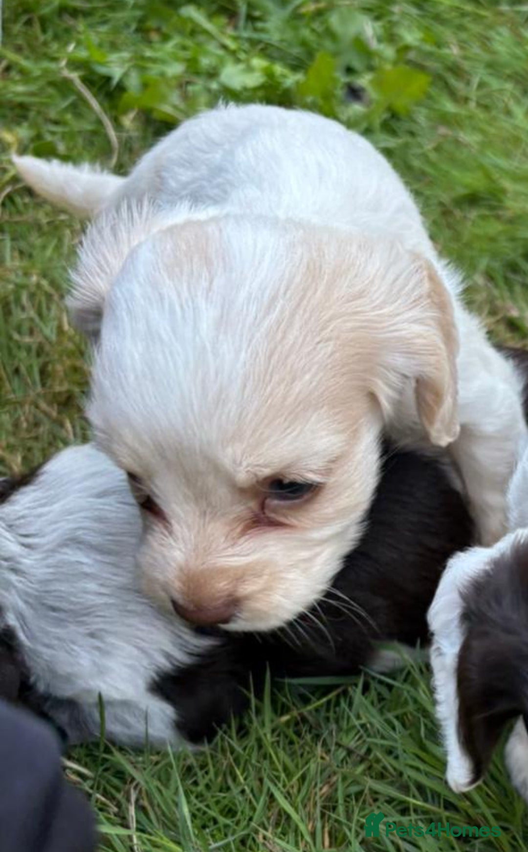 Cocker Spaniel dogs for sale: Cocker Spaniel Pups - Image 19