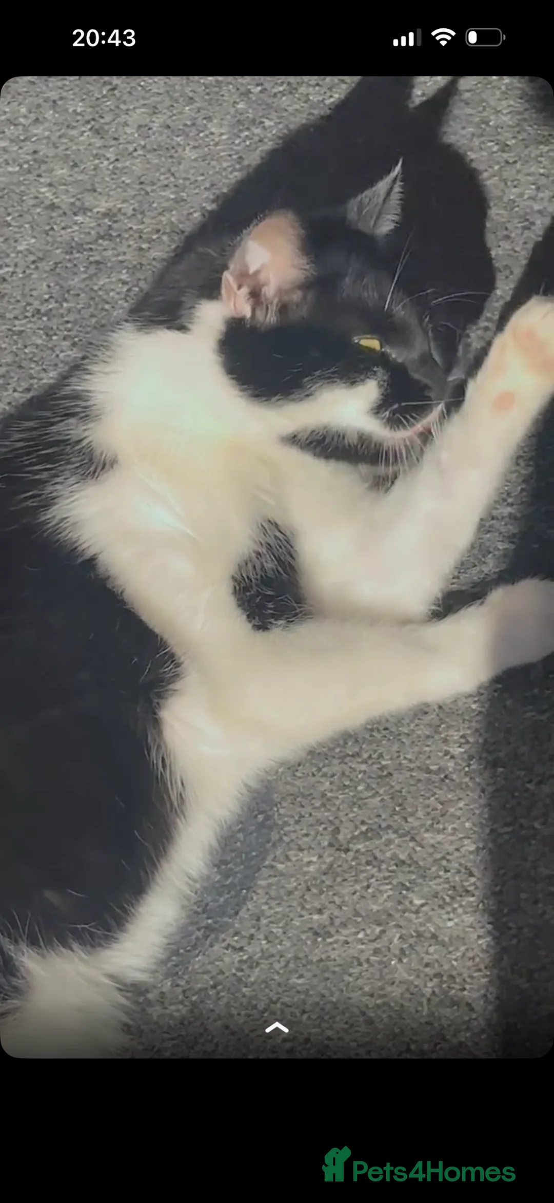 Domestic Shorthair cats for adoption: Refining my lovely Cat Miya - Advert 2