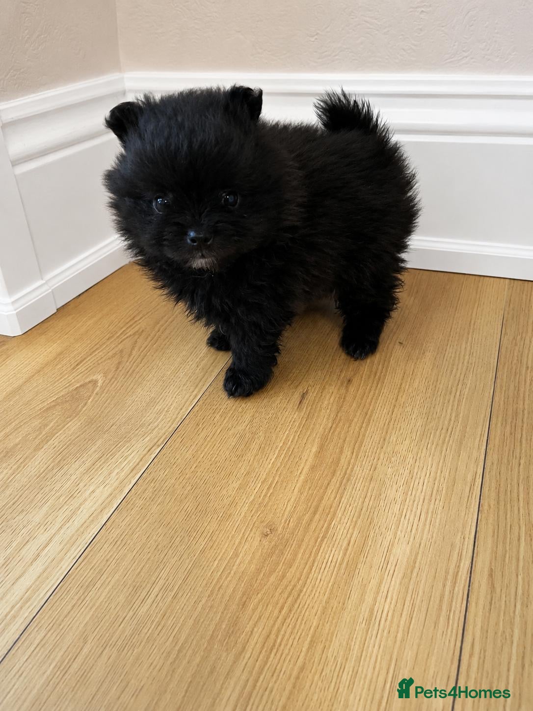 Pomchi dogs Beautiful little Pomeranian girl  - Advert 1