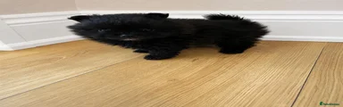 Pomchi 1