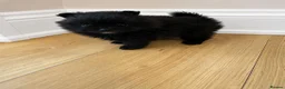 Pomchi dogs for sale: Beautiful little Pomeranian girl  - Advert 1