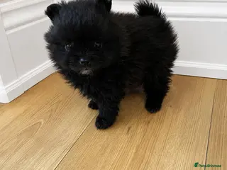 Pomchi dogs Beautiful little Pomeranian girl - Advert 1