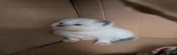 Ragdoll cats for sale: Beautiful ragdoll kittens 2 boys 1 girl  - Advert 8