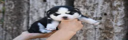 Pomsky dogs for sale: Genuine Celtic Star F3 Pomskies Available  - Advert 13