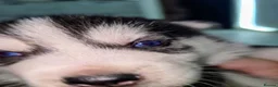 Shepsky dogs for sale: The new generation has arrived 🙌  - Advert 25
