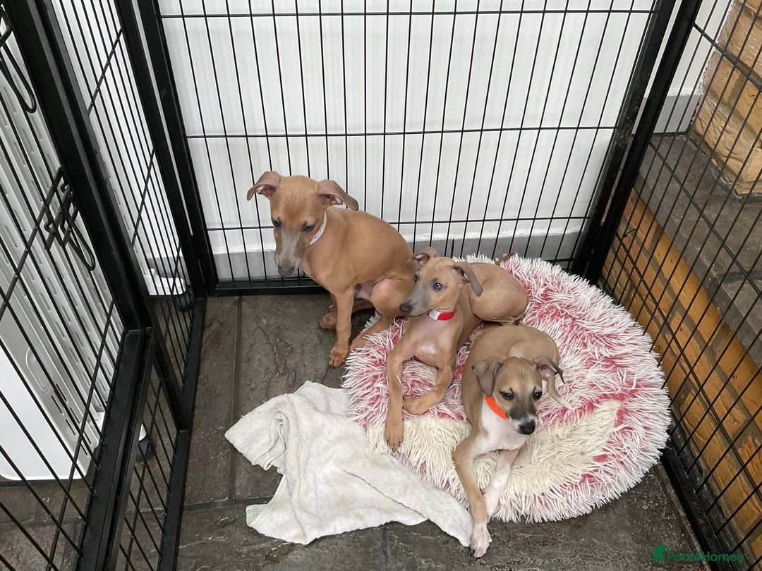 Italian Greyhound dogs for sale:  Beautiful Italian greyhound puppies  - Image 9