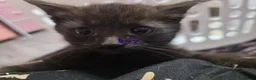 Mixed Breed cats for sale: Mixed kittens  - Advert 7