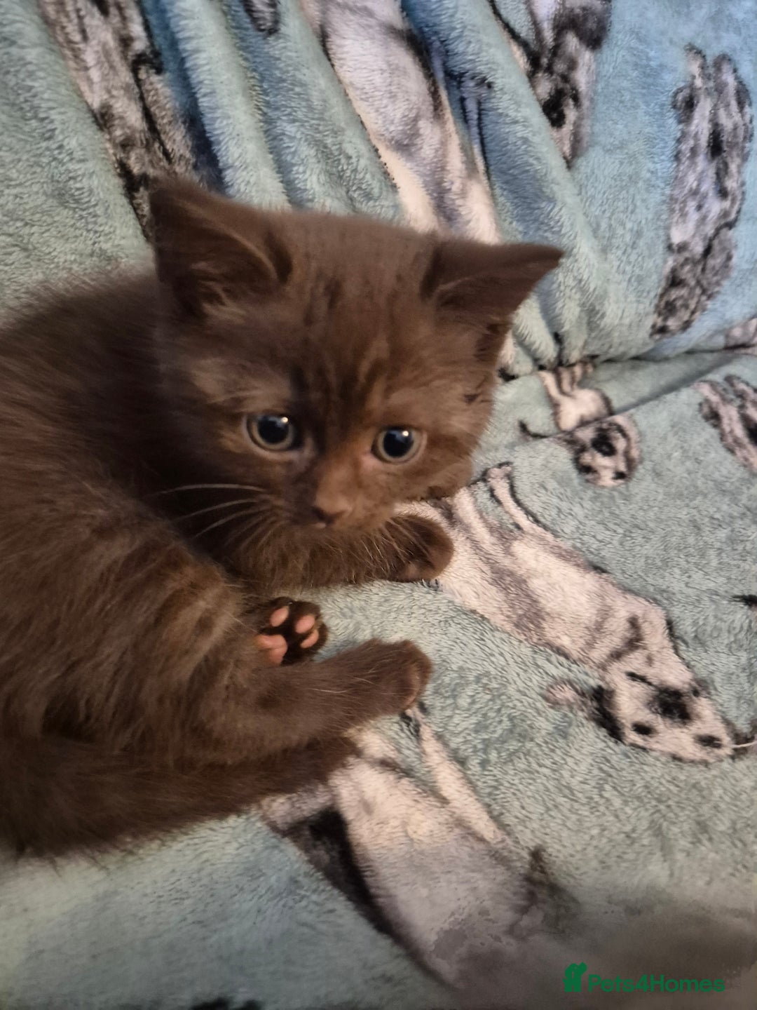 Selkirk Rex cats for sale: Pedigree selkirk rex girls non curly - Advert 19