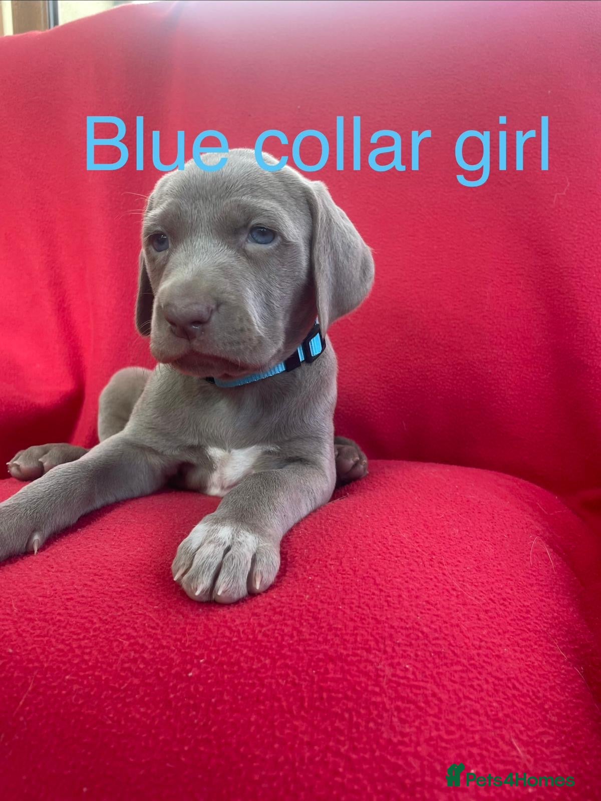 Weimaraner dogs KC Registered Weimaraner puppies for sale - Advert 1