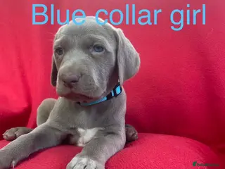 Weimaraner dogs for sale: KC Registered Weimaraner puppies for sale - Advert 1