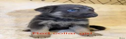 German Shepherd dogs for sale: RARE BLUE GERMAN SHEPHERD PUPPIES KC - Advert 12