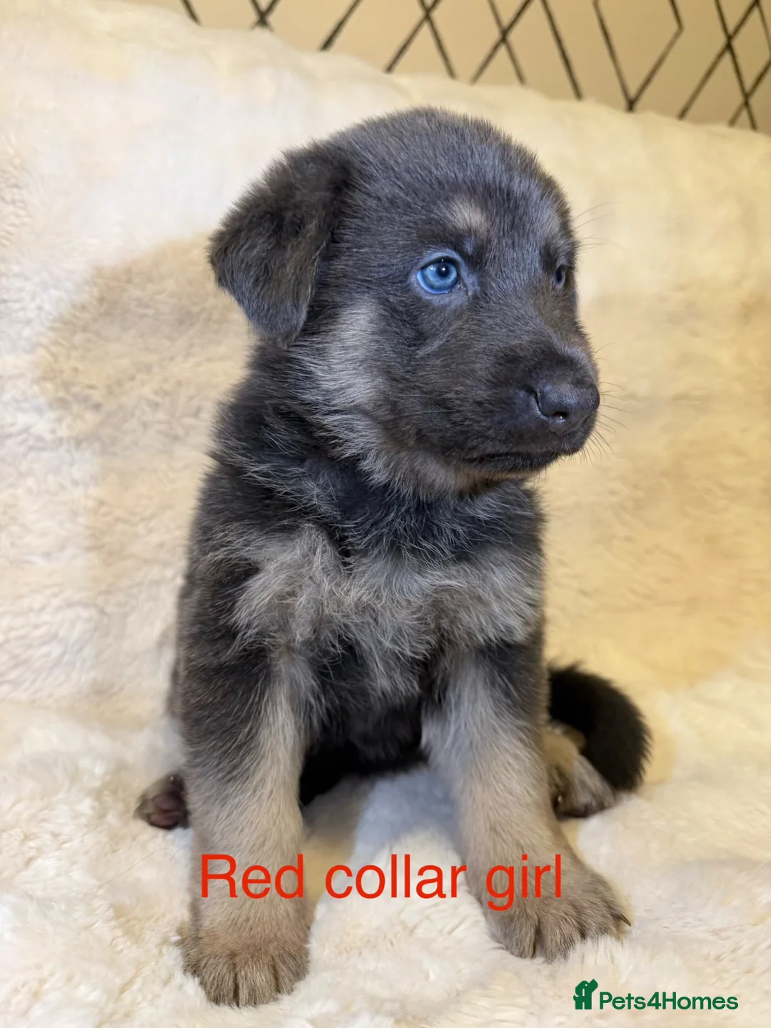 German Shepherd dogs for sale: RARE BLUE GERMAN SHEPHERD PUPPIES KC - Advert 12