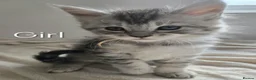 Maine Coon cats for sale: 7 Gorgeous Maine Coon kittens. - Advert 6