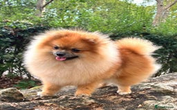 Pomeranian dogs for sale: 2 beautiful Pomeranian girls in London - Image 1