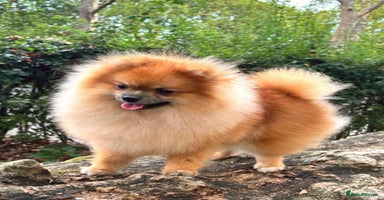 Pomeranian dogs in London - Advert 8