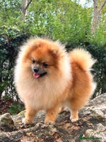 Pomeranian dogs in London - Advert 1