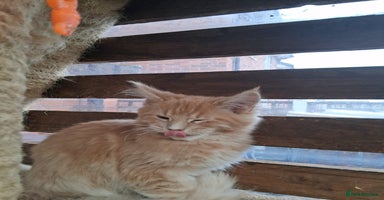 Maine Coon cats Maine coon  - Advert 1