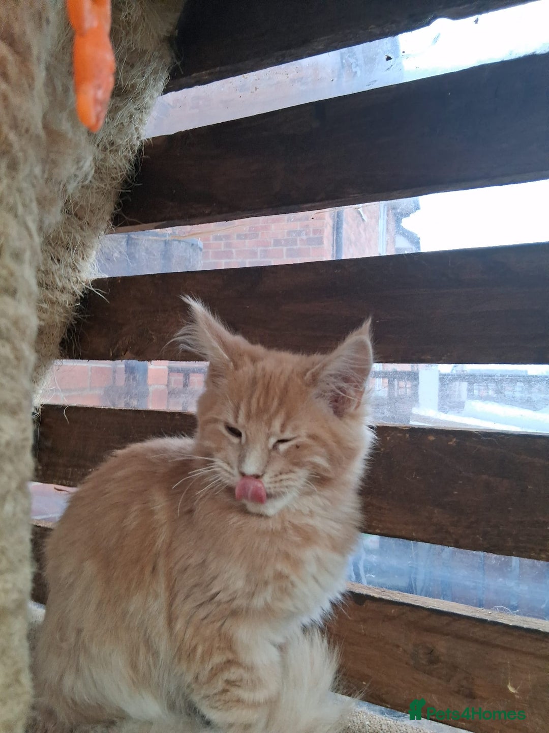 Maine Coon cats for sale: Maine coon  - Advert 3