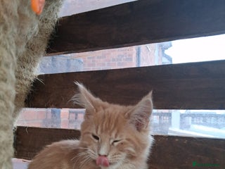 Maine Coon cats Maine coon - Advert 5