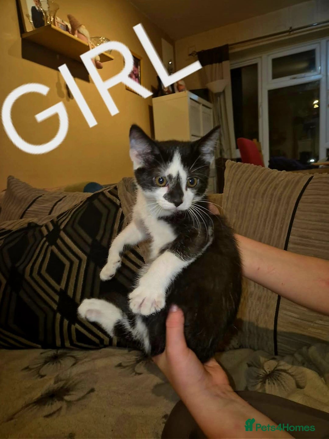 Domestic Shorthair cats for sale: Black and white kittens for sale - Image 2