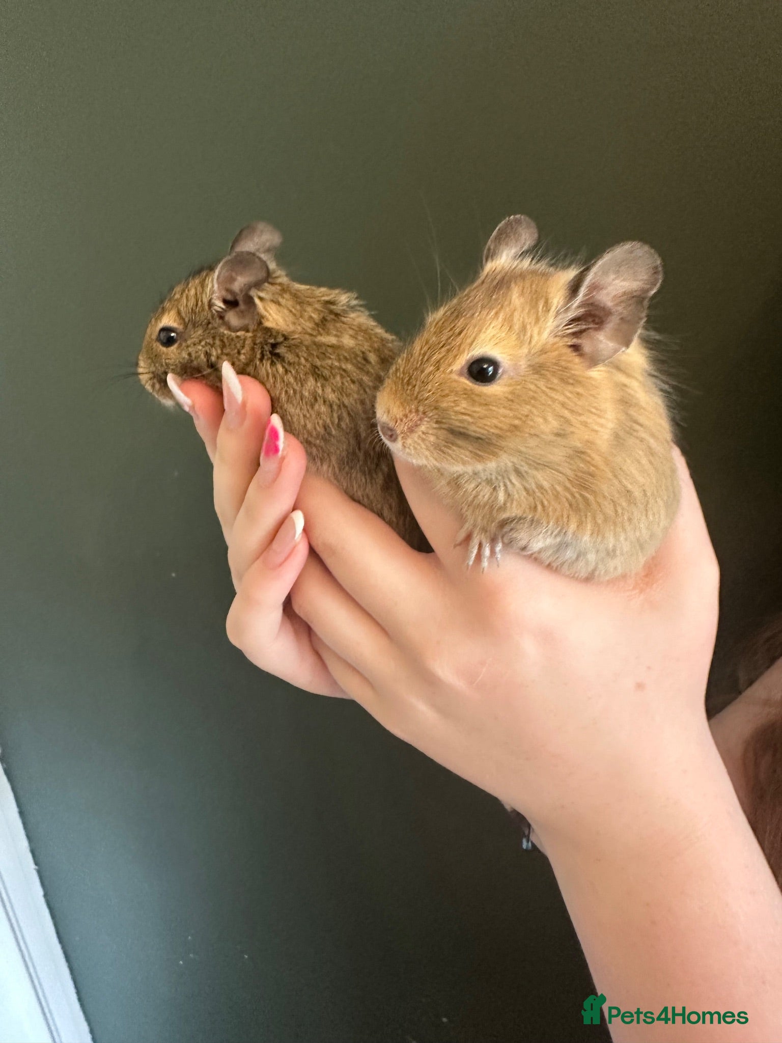 Degus rodents Two girl degues  - Advert 2