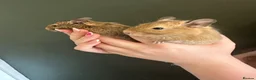 Degus rodents for sale: Two girl degues  - Advert 1