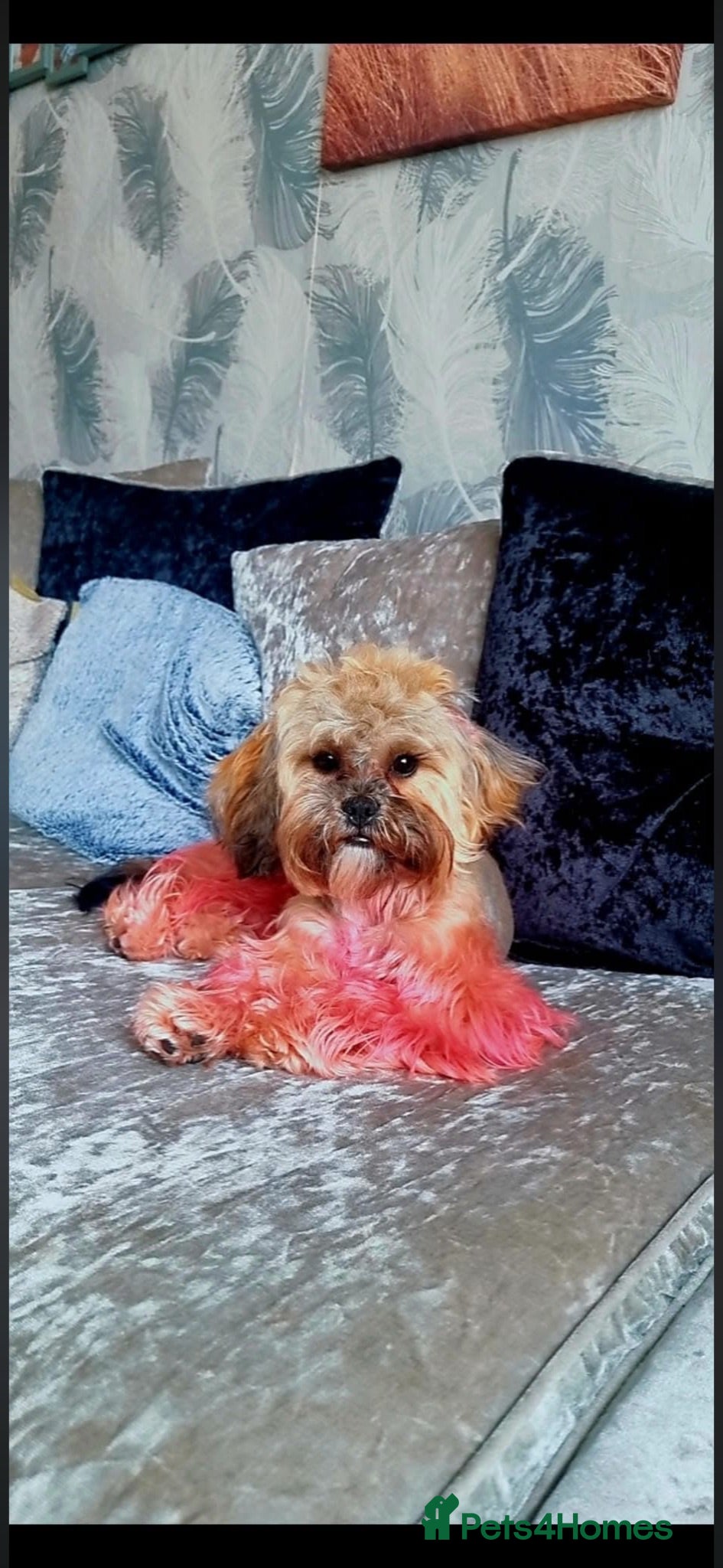 Shihpoo dogs Shih-poo - Advert 12