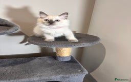 Ragdoll cats for sale: All Rehomed Thankyou  - Image 15