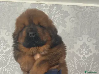 Tibetan Mastiff dogs Male Tibetan mastiff puppy - Advert 3