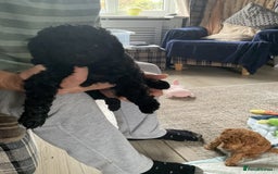 Toy Poodle dogs for sale: Toy poodle - Image 8