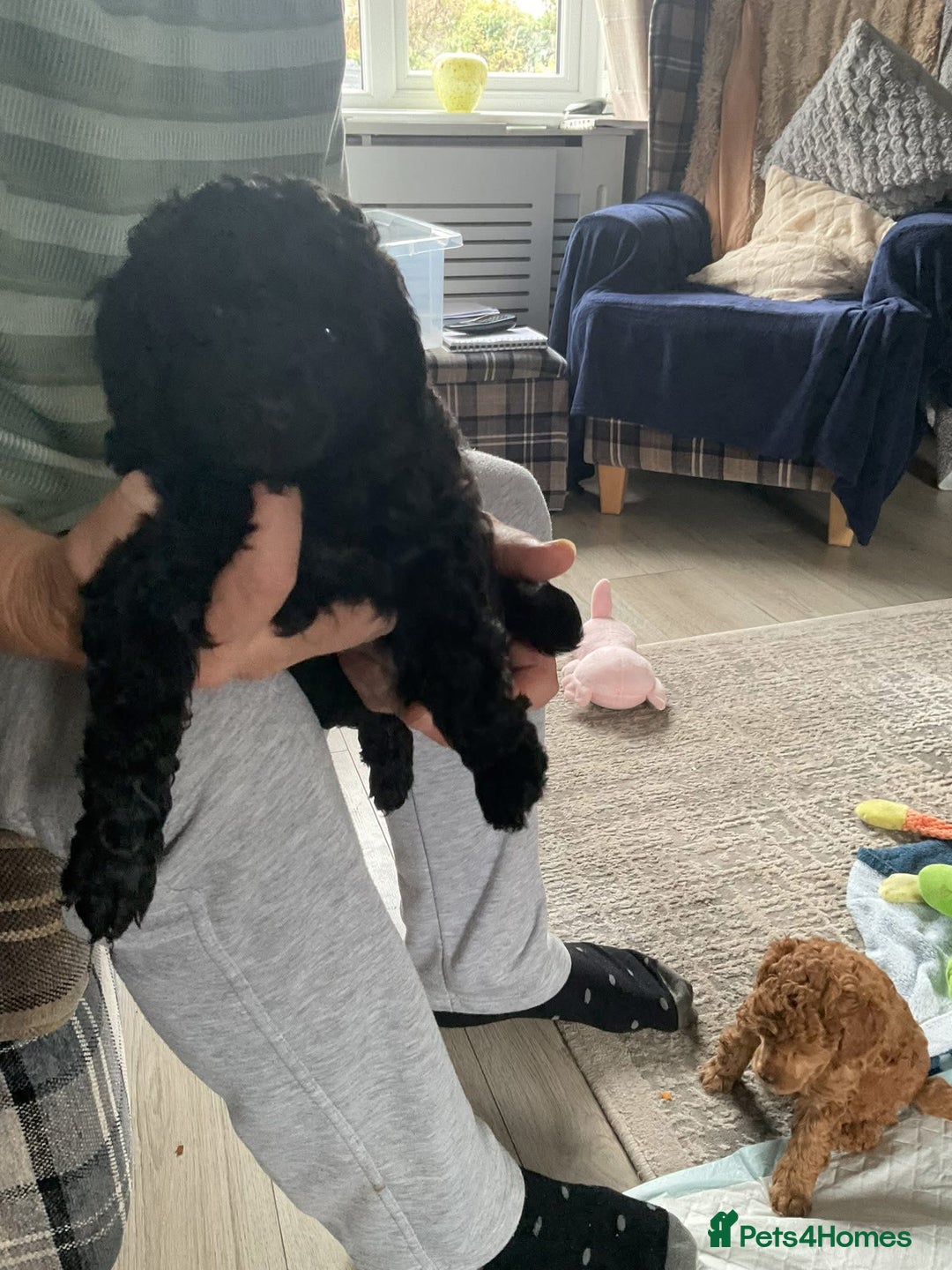 Toy Poodle dogs for sale: Toy poodle - Image 8